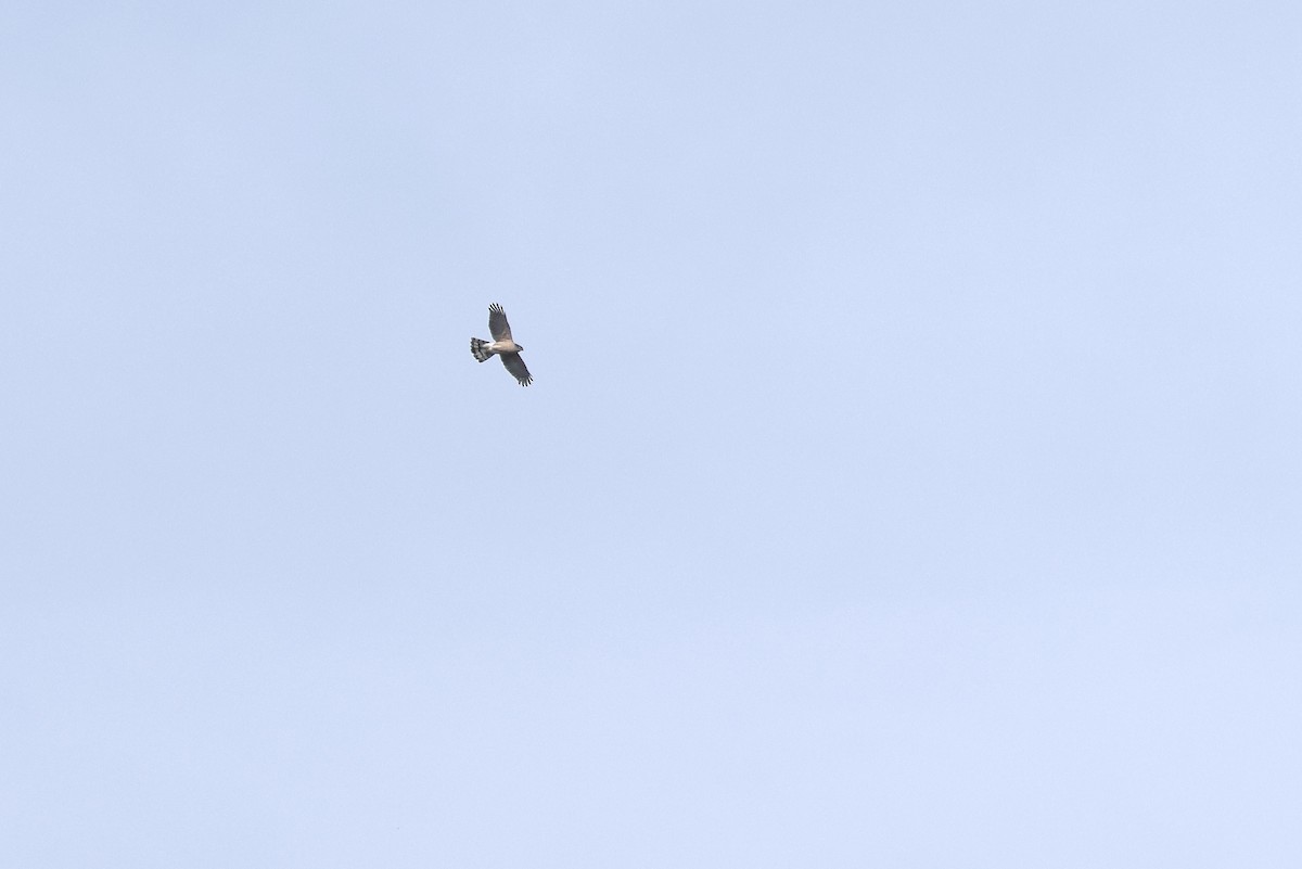 Cooper's Hawk - ML654486365