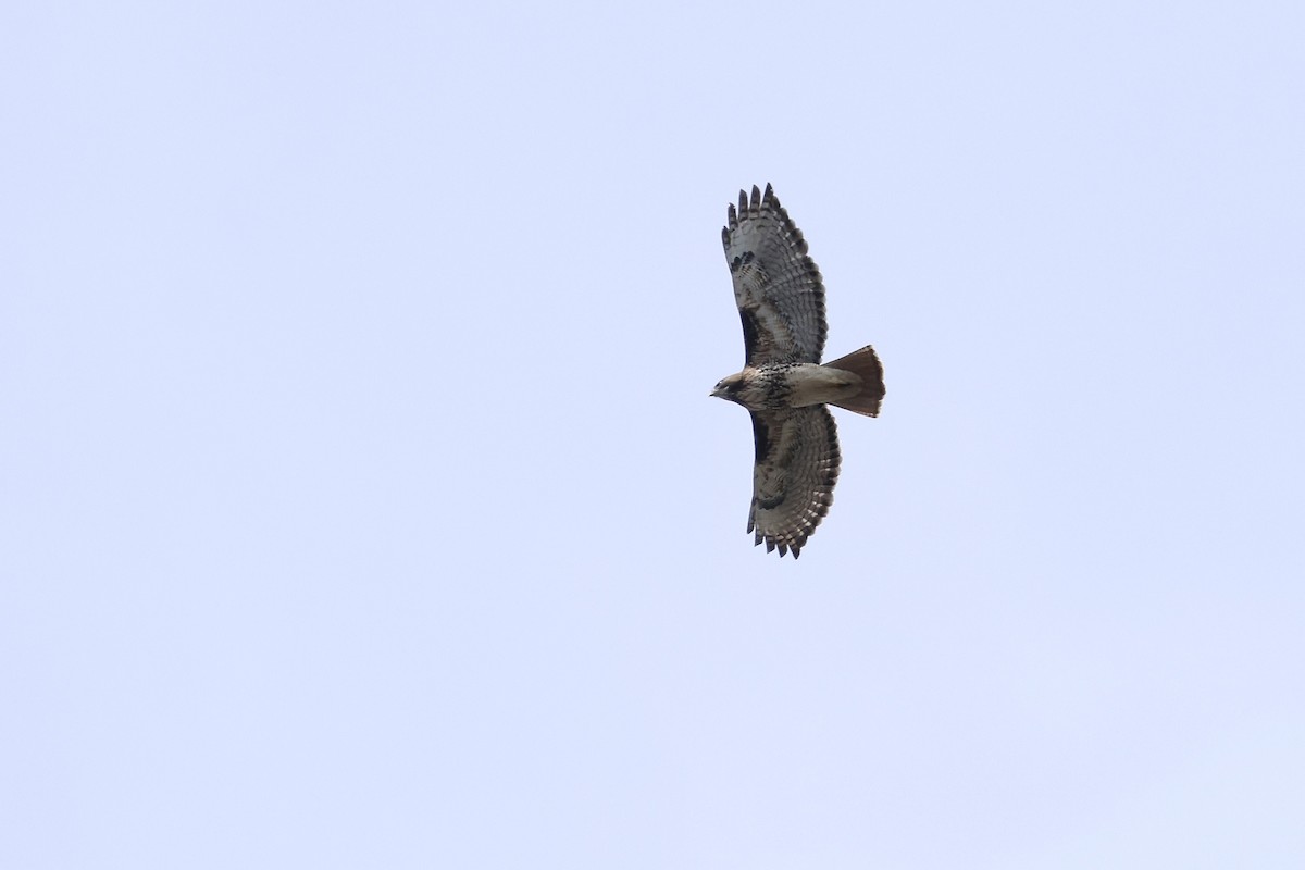Red-tailed Hawk - ML654486378