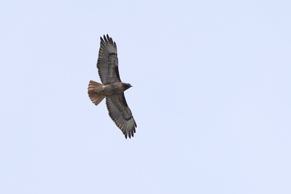 Red-tailed Hawk - ML654486381