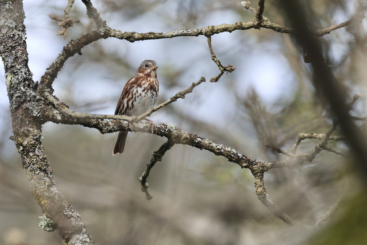 Fox Sparrow (Red) - ML654486443