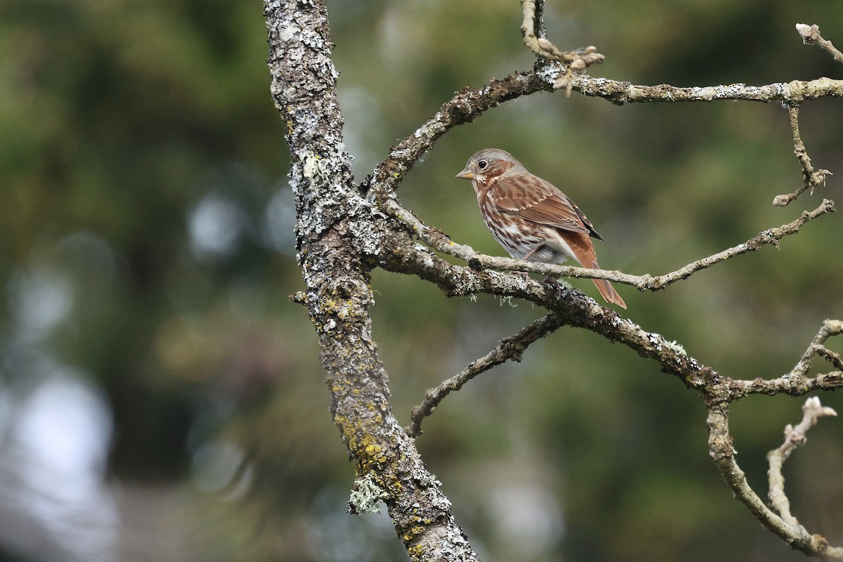 Fox Sparrow (Red) - ML654486445