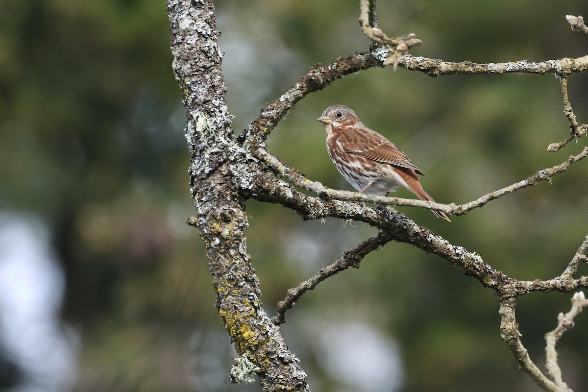 Fox Sparrow (Red) - ML654486447