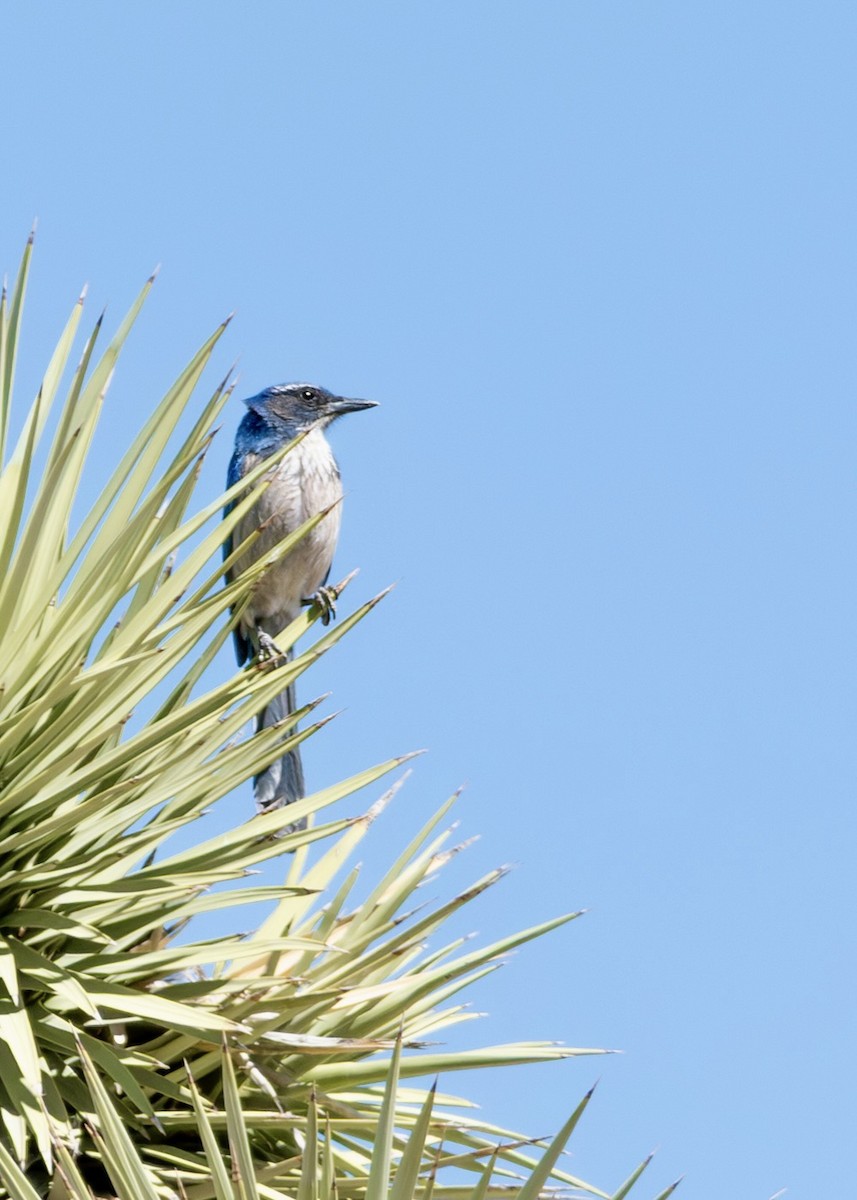 California Scrub-Jay - ML654486935