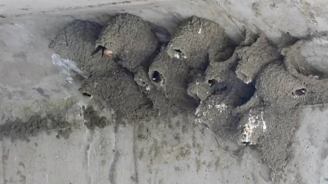 Cliff Swallow - ML654487127