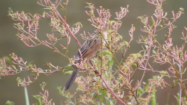 Bristled Grassbird - ML654487615