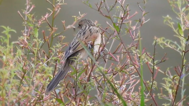 Bristled Grassbird - ML654487616