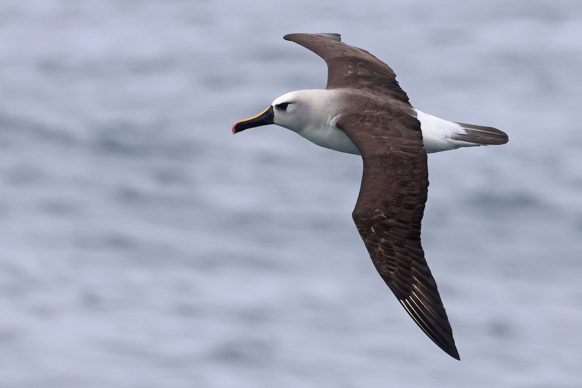 Atlantic Yellow-nosed Albatross - ML654487811