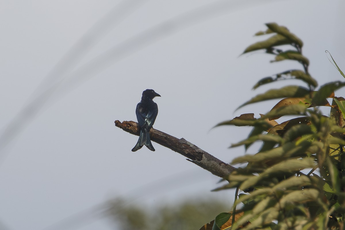 Palawan Drongo (Palawan) - ML654488172
