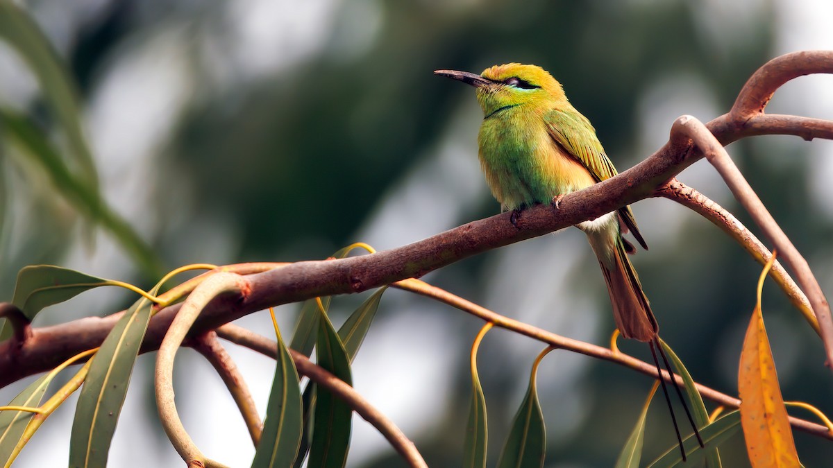 African Green Bee-eater - ML654488366