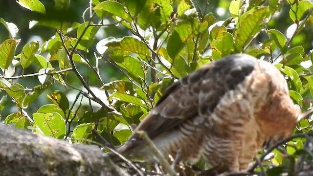 Wallace's Hawk-Eagle - ML654488663