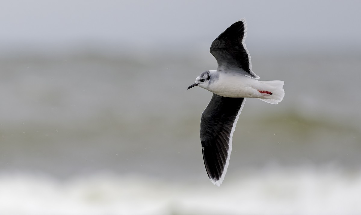Mouette pygmée - ML654488891