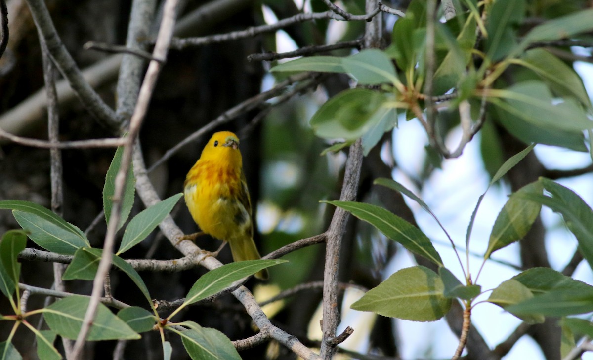 Yellow Warbler (Northern) - ML65448911