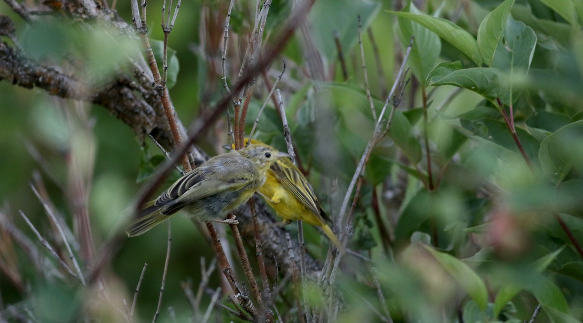 Yellow Warbler (Northern) - ML65448931