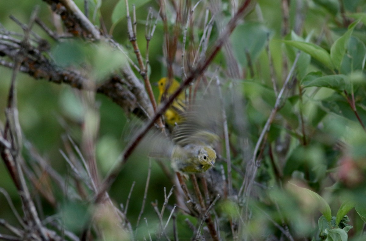 Yellow Warbler (Northern) - ML65448971