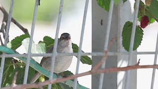 - Barred Warbler