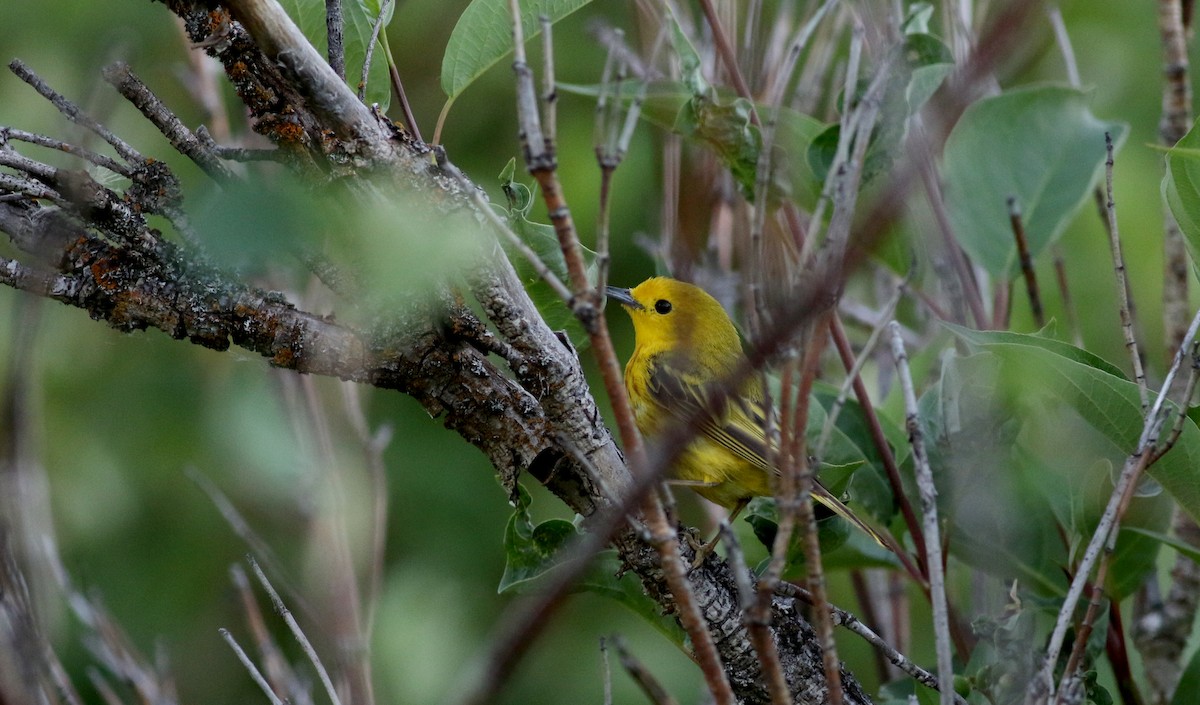 Yellow Warbler (Northern) - ML65448991