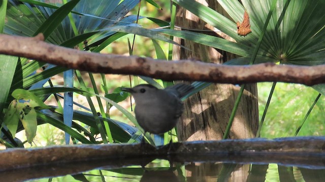 ネコマネドリ - ML654490175