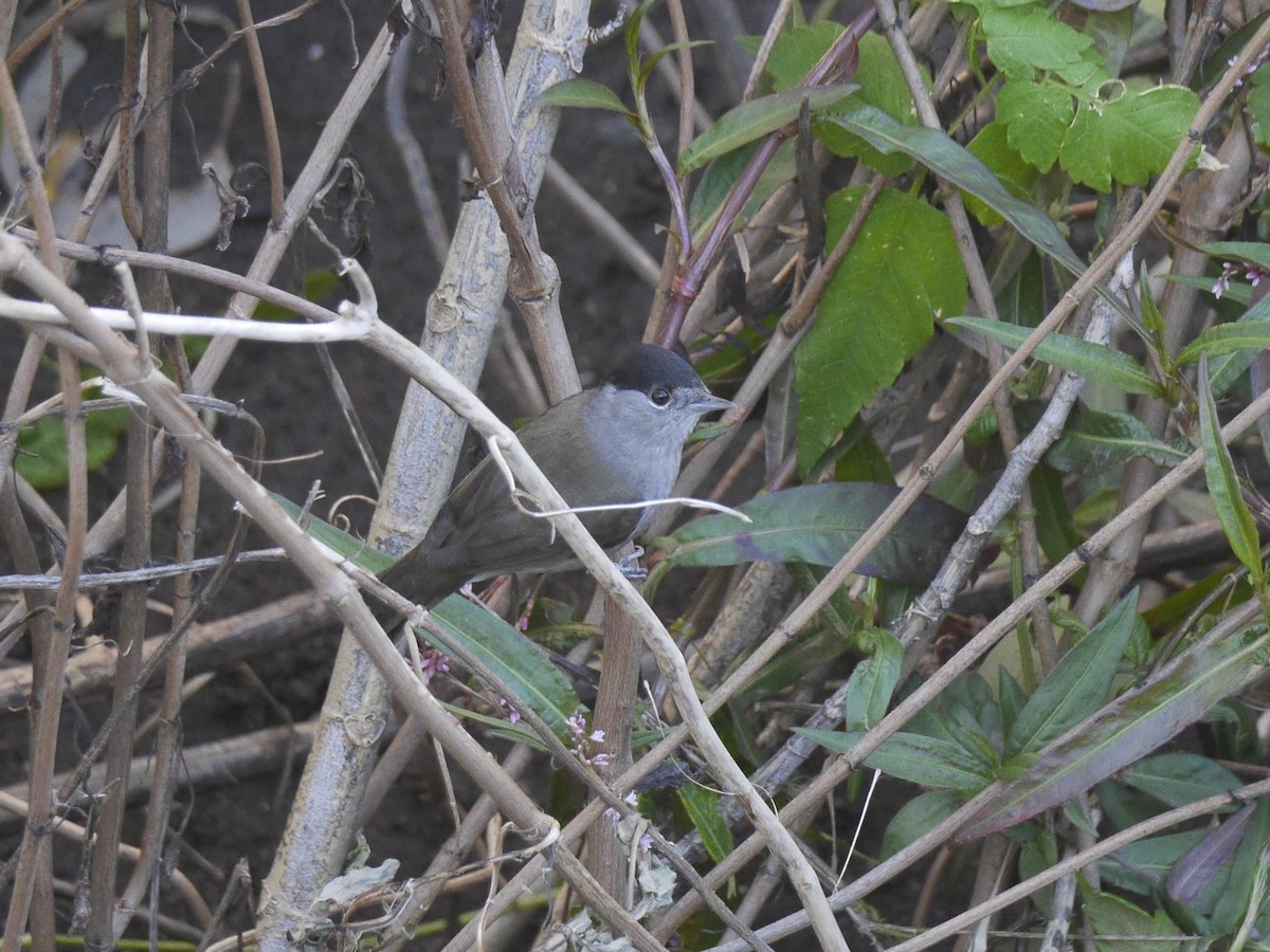 Eurasian Blackcap - ML654491737