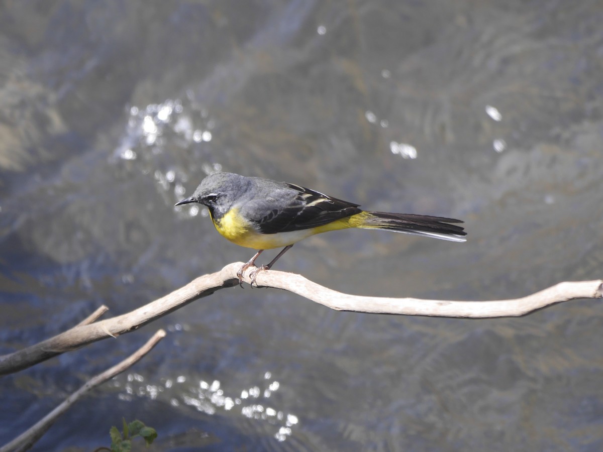 Gray Wagtail - ML654491743