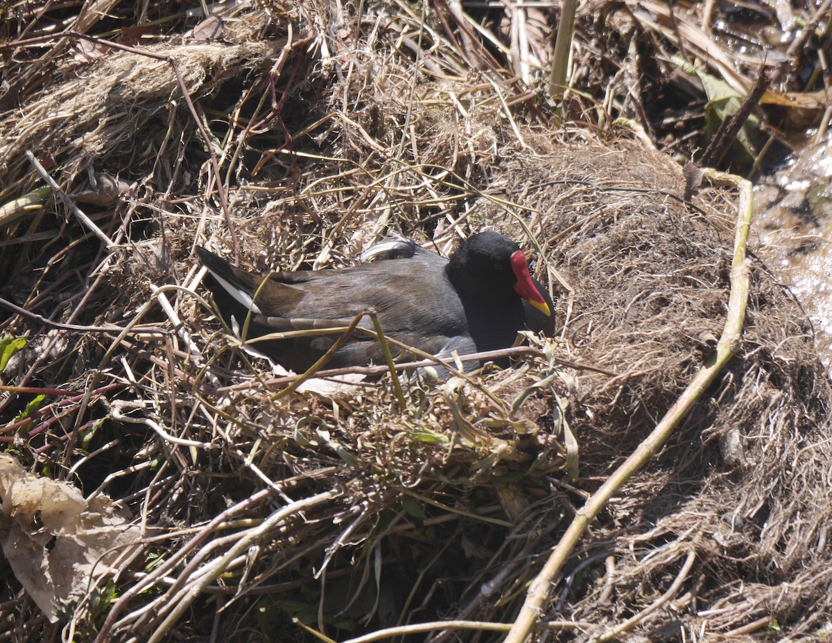 Eurasian Moorhen - ML654491757
