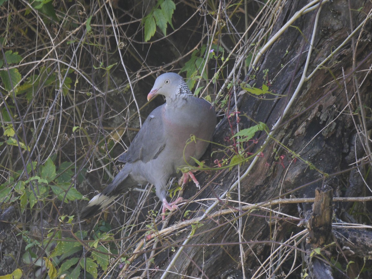 Trocaz Pigeon - ML654491776