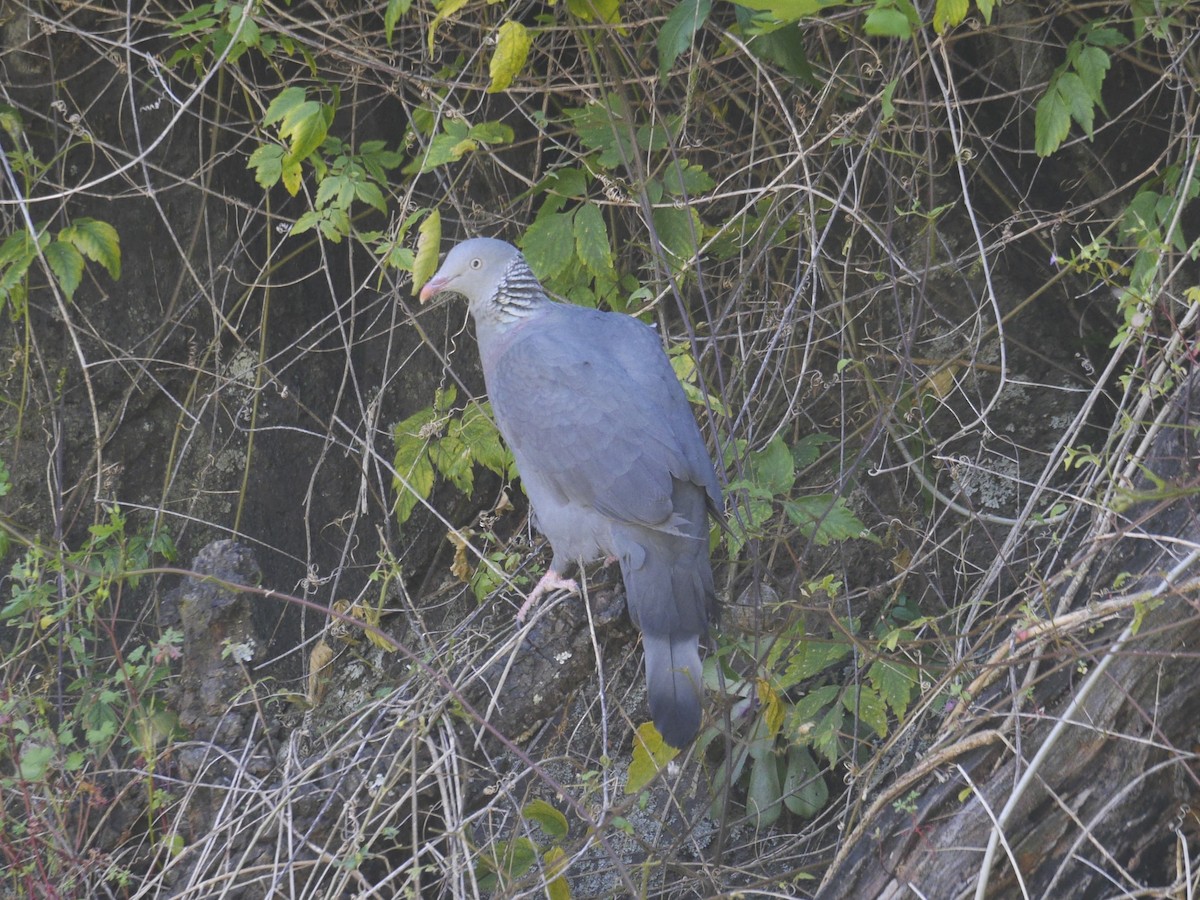 Trocaz Pigeon - ML654491777