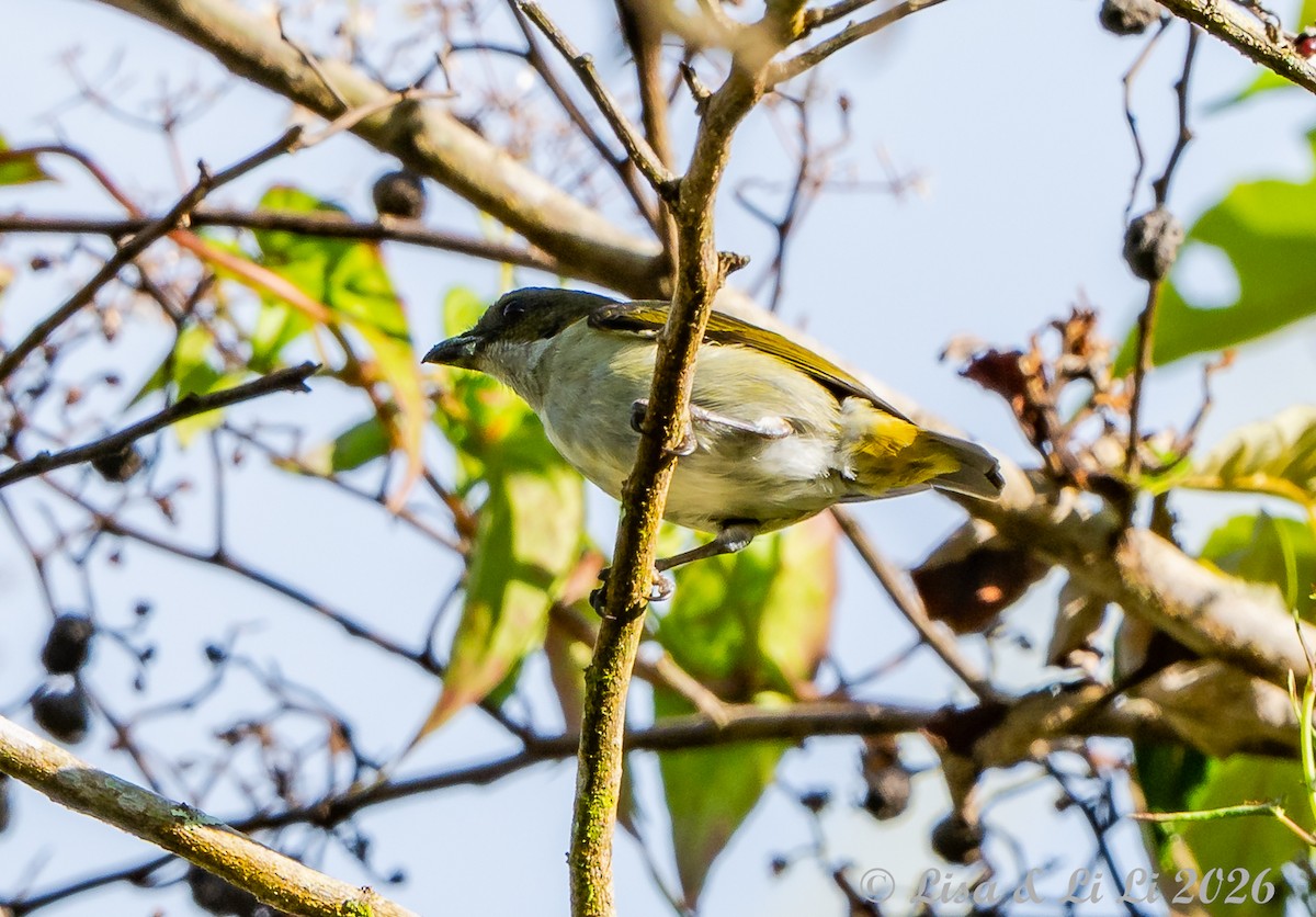 Flame-crowned Flowerpecker - ML654492013