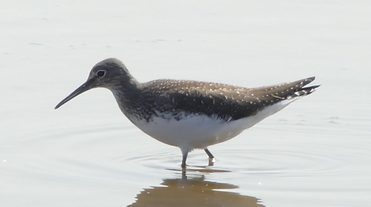 Green Sandpiper - ML65449461