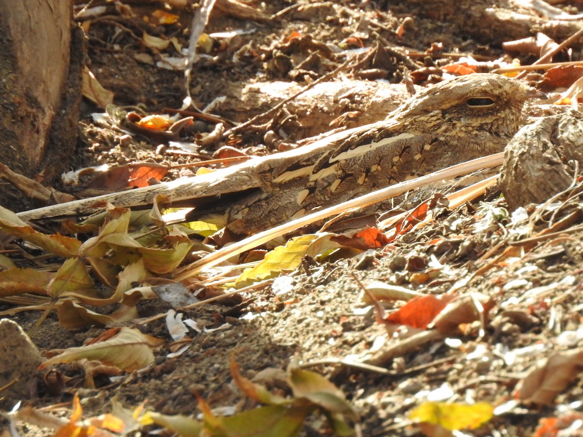 Slender-tailed Nightjar - ML654496109