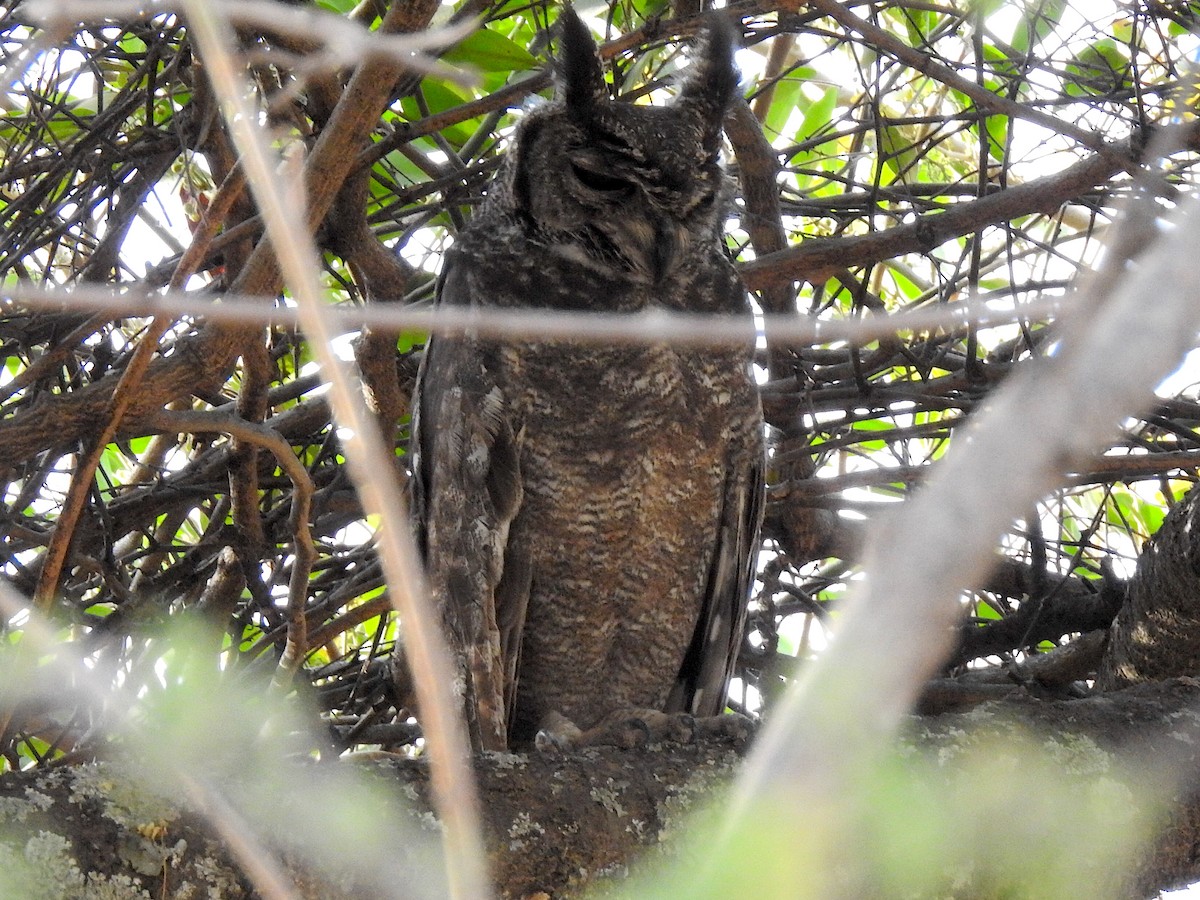 Grayish Eagle-Owl - ML654496133