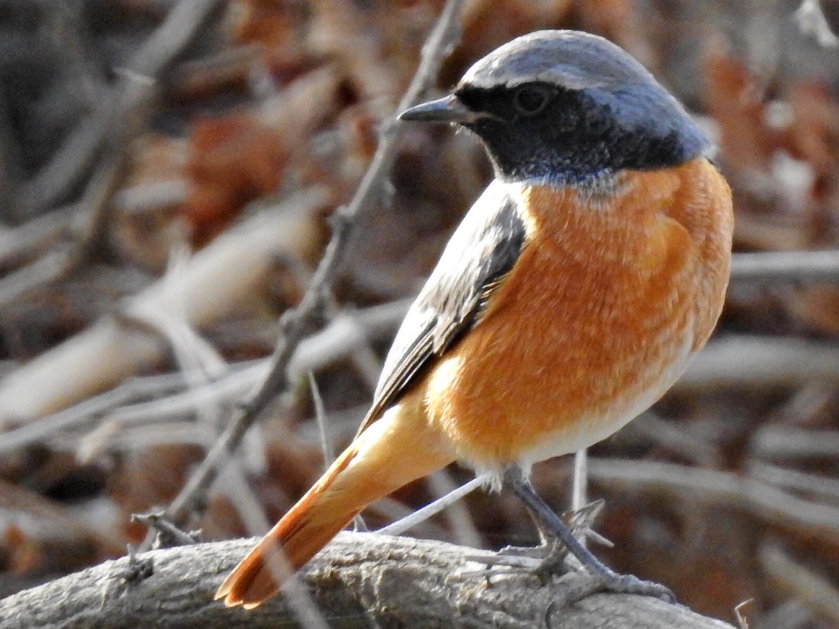 Buztangorri argia - ML654496611