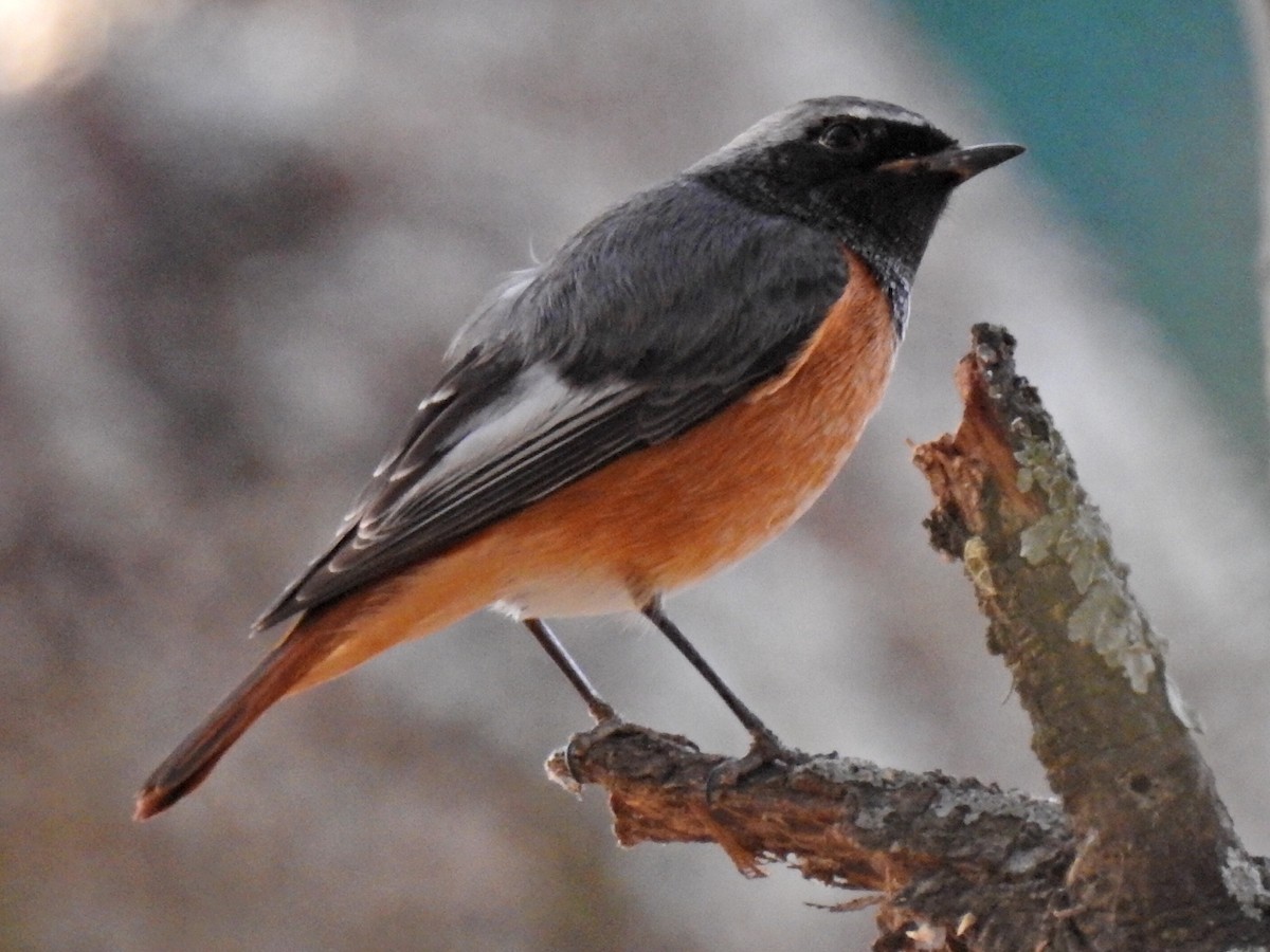 Buztangorri argia - ML654496612