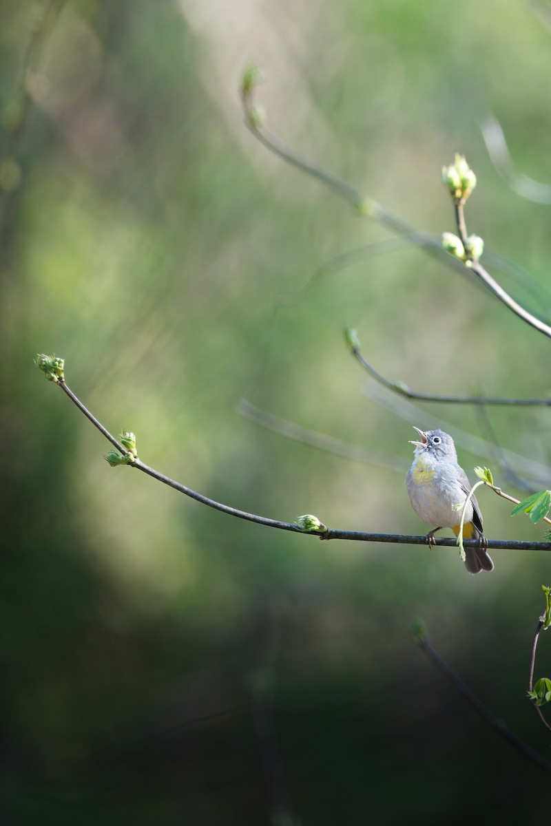 pinjeparula - ML654497580
