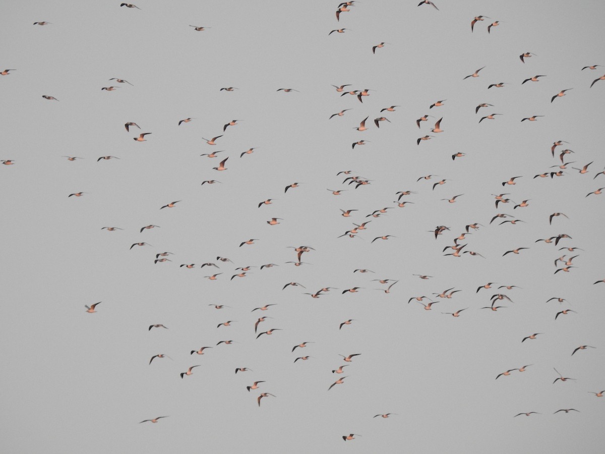 Saunders antxeta - ML654497714