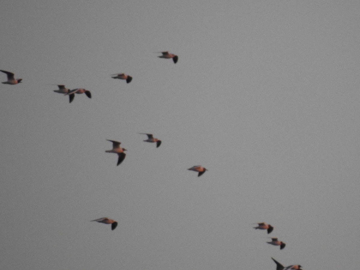 Saunders antxeta - ML654497715