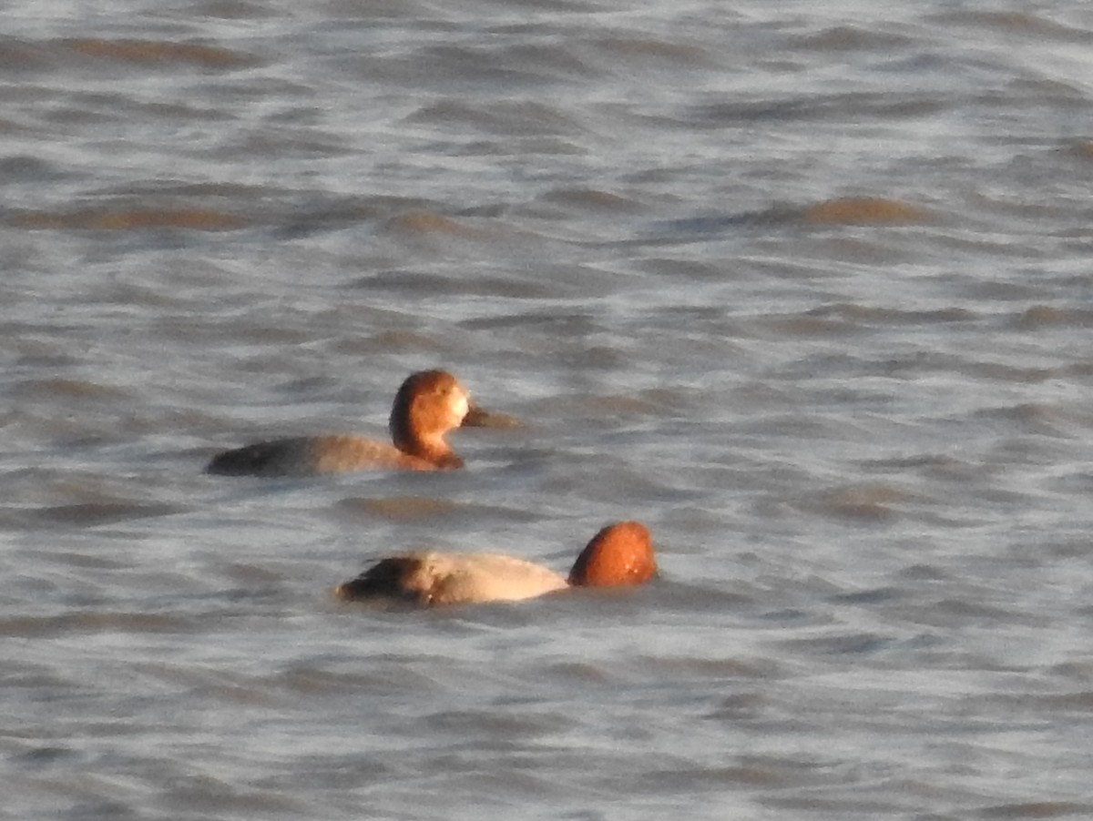 Murgilari arrunta - ML654497790