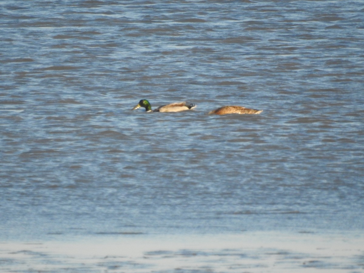 Basahatea - ML654497801