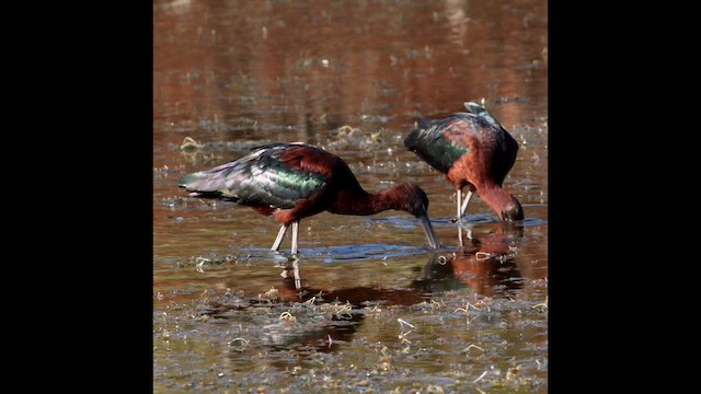 Glossy Ibis - ML654498350
