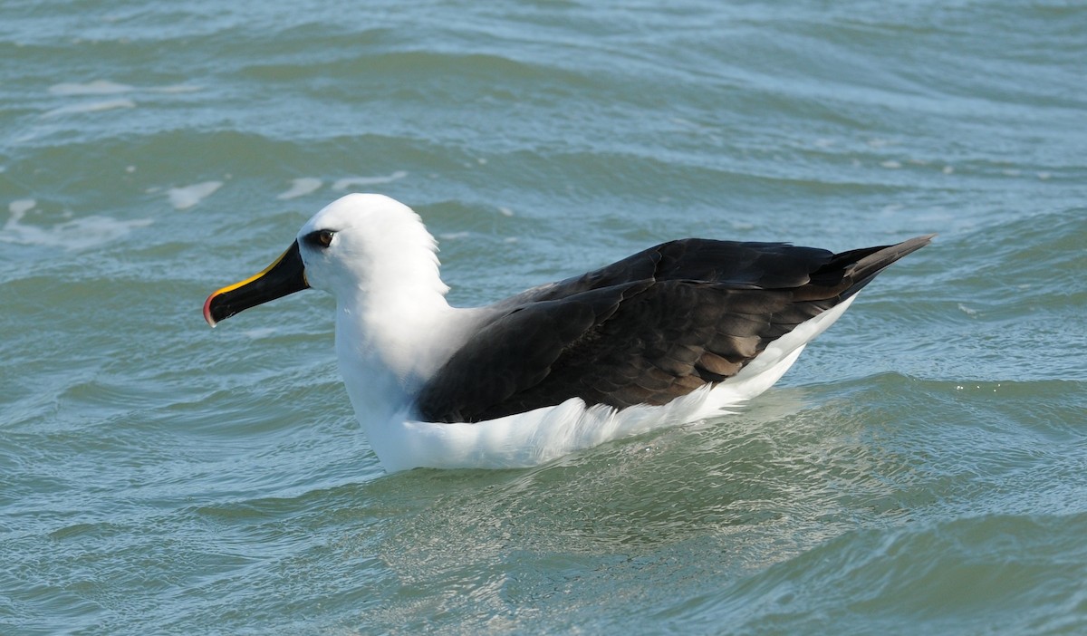 Atlantic Yellow-nosed Albatross - ML654498524