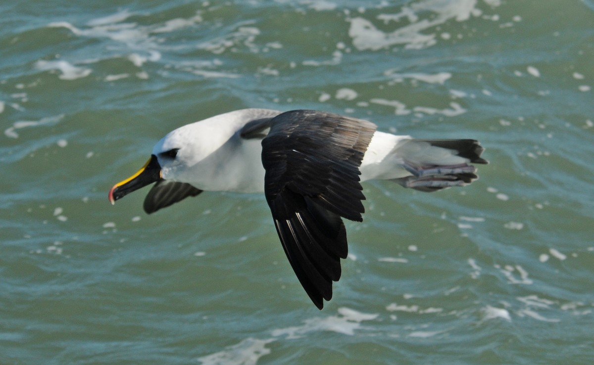 Atlantic Yellow-nosed Albatross - ML654498529