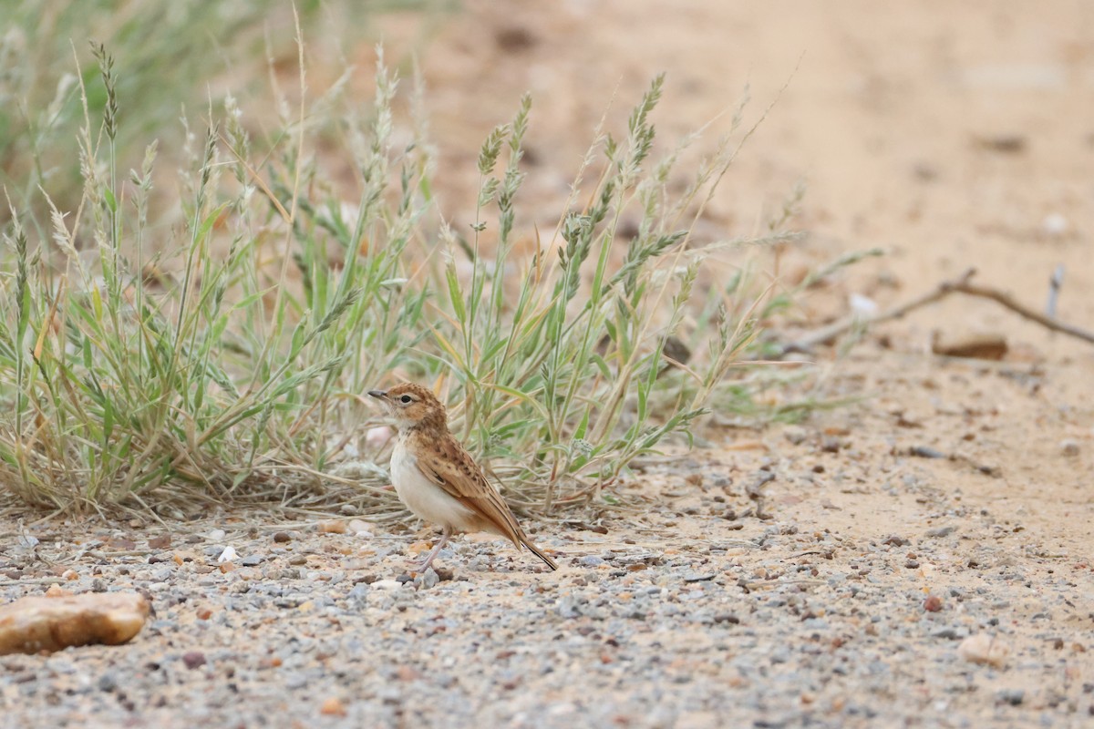 skřivan plavý [skupina africanoides] - ML654499419