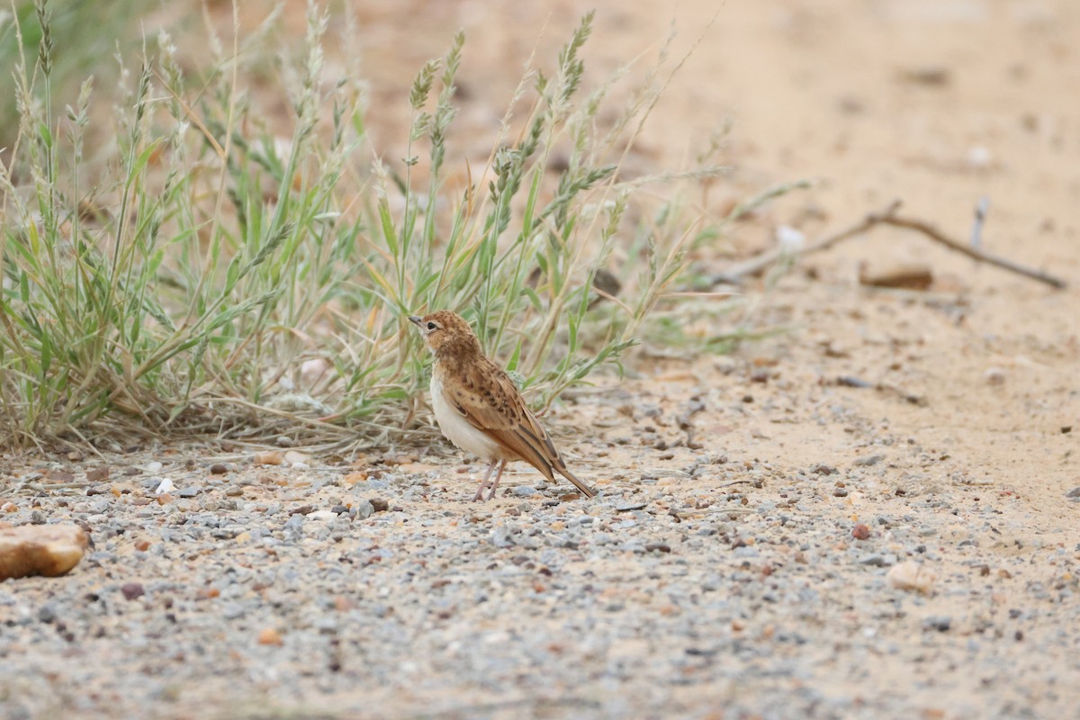 skřivan plavý [skupina africanoides] - ML654499420