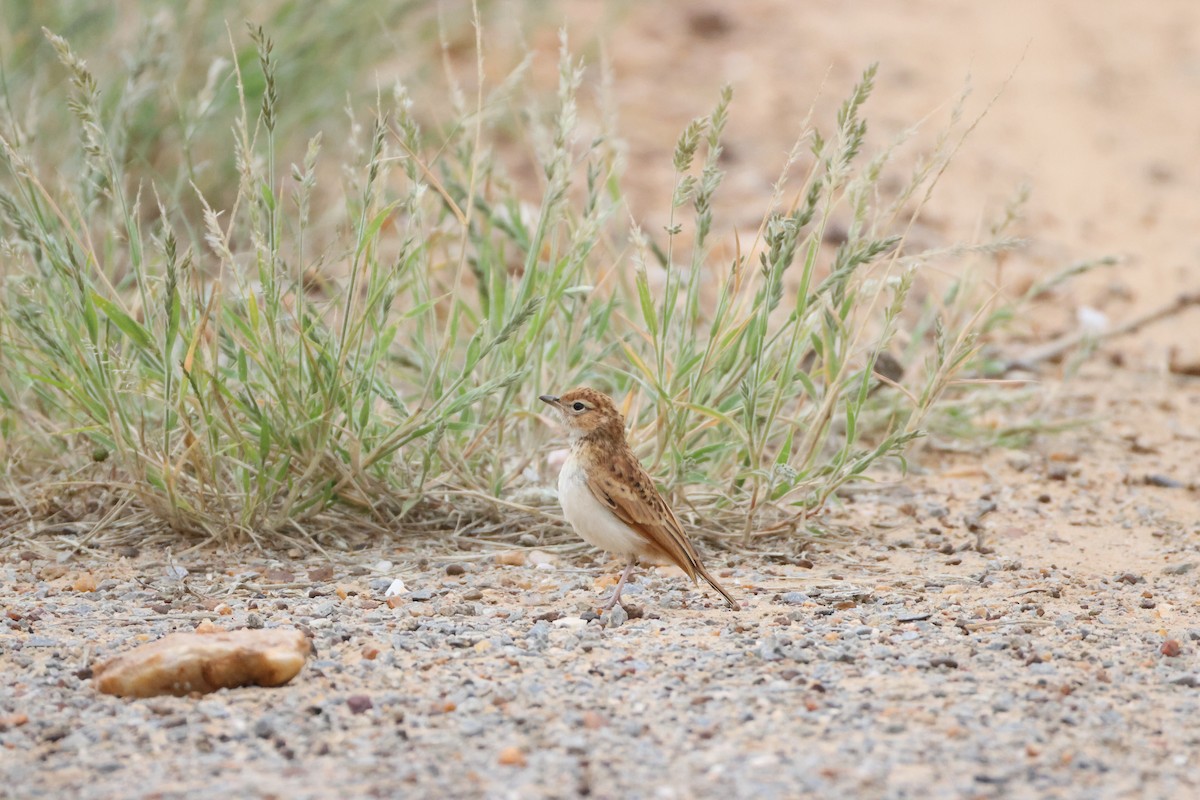 skřivan plavý [skupina africanoides] - ML654499421