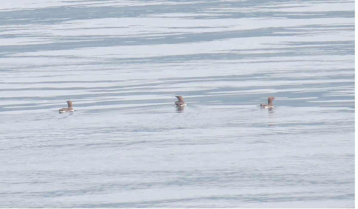 Common Murre - Gary Shugart