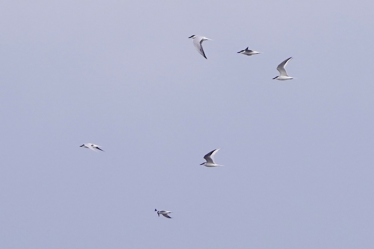 sandterne - ML654500867