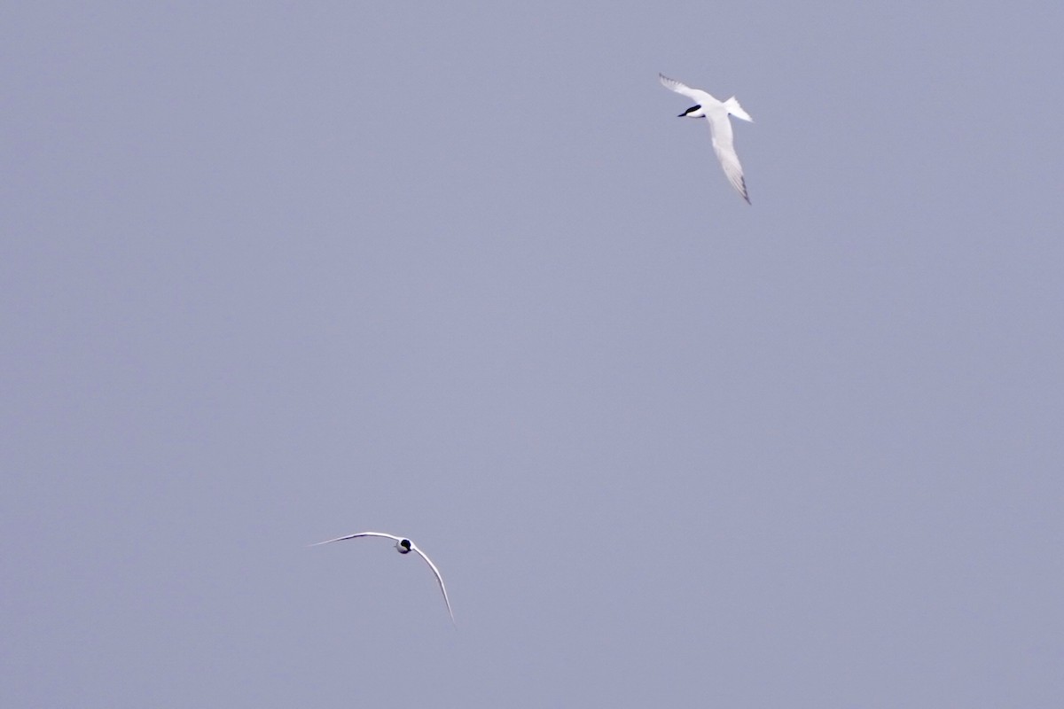 sandterne - ML654500868