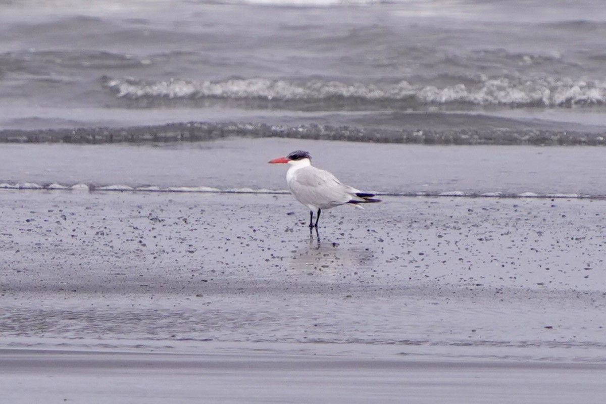 rovterne - ML654500900