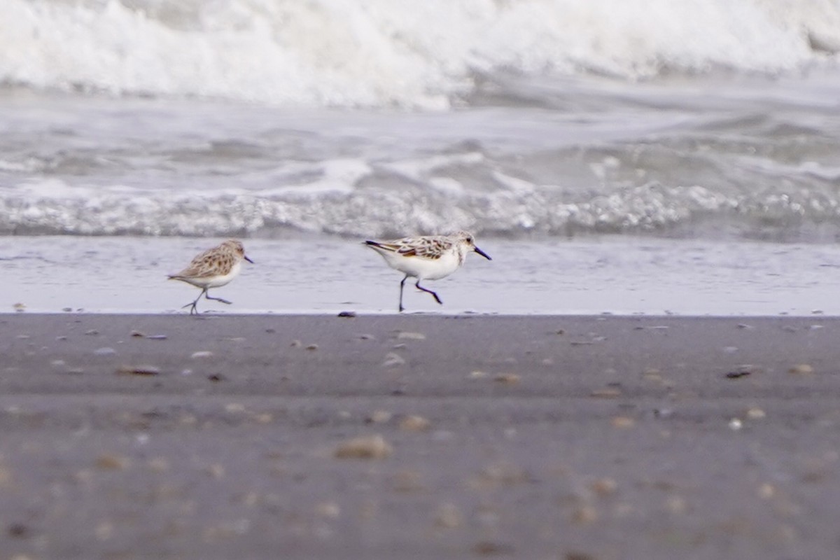 sandløper - ML654501068