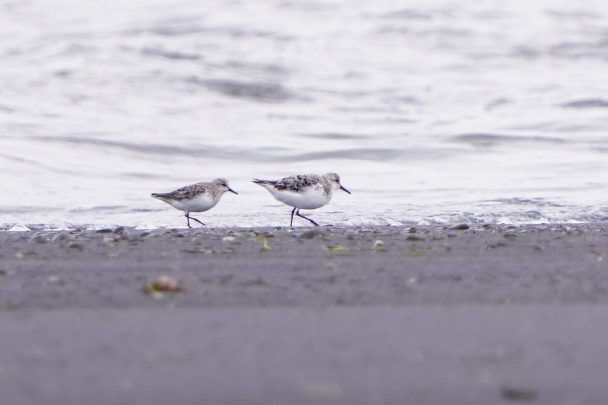 sandløper - ML654501069