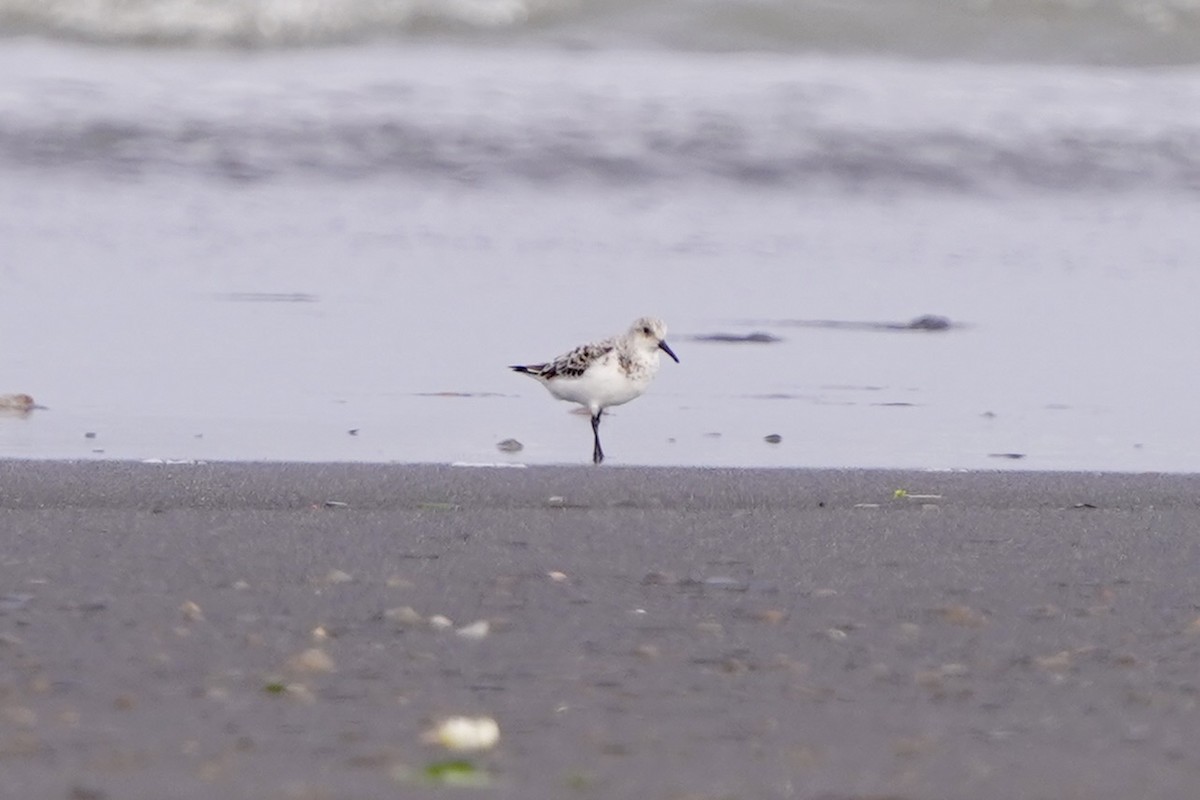 sandløper - ML654501070